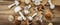 Wide image of different kind of white and brown mushrooms, fresh fungi from the garden.