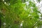 Wide image of greenish  leaves
