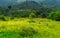 Wide landscape image of tropical forest, beautiful green meadow with small group of Ostrich, background of big mountains