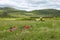 Wide landscape of people filming plane takeoff