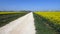 Wide lane through rapeseed fields