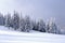 On the wide lawn there are many fir trees standing under the snow on the frosty winter day.