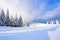 On the wide lawn there are many fir trees standing under the snow on the frosty winter day.