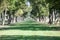 Wide lawn among the trees in city park, summer, view at the distance