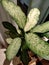 wide leaf taro plants in pots