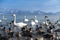 Wide life birds are swin at Lake Inawashiro during winter i