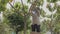 Wide and low angle shot of Asian woman farmer use pruning shears cut cacao pod from cacao tree in cacao farm and put down in