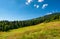 Wide meadow among the spruce forest