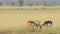 Wide or medium shot of male blackbuck or antilope cervicapra in action fighting with long horns in natural scenic landscape