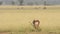 Wide or medium shot of two male blackbuck or antilope cervicapra in action fighting with long horns in natural scenic landscape