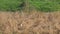 Wide or medium shot of wild royal bengal tiger in winter morning light at dhikala zone of jim corbett national park or tiger