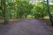 Wide muddy path at the entrance to an autumnal Sherwood Forest