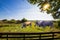 Wide natural landscape with Sayaguesa bull and cows used for nature conservation