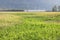 Wide Open August Cornfield