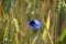 wide open blooming blue corn flower with a black and orange bumblebee, side view