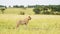 Wide open Masai Mara savannah, lion walking through searching for prey, predator looking to hunt, Af