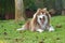 A wide open mouth copper brown Alaskan malamute dog