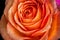 Wide open orange violet rose blossom inner heart macro