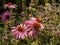 Wide open pink orange coneflower / echinacea blossoms on natural colorful blurred background