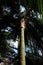 Wide palm leaves provide shade and coolness in the rainforest