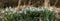 Wide panorama of snowdrops, also called galanthus nivalis