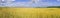 Wide panorama of wheat field.