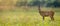 Wide panoramic banner of roe deer buck standing on a meadow in summer at sunset