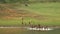 A wide panoramic shot of Sambar deer walking trough a river.