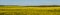 wide panoramic view of a blooming rapeseed field under a cloudy sky in warm May day. beautiful spring agricultural landscape