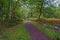 Wide path through Sherwood Forest on a damp autumn day