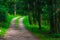 A wide path in the summer green forest