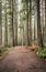 Wide pedestrian winding path with a bench for relaxation in the wild forest with tall Christmas trees and moss-covered trees