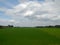 A wide picture of rice paddy field