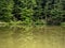 Wide pine tree forest reflect in huge lake in mountains b