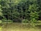 Wide pine tree forest reflect in huge lake in mountains b