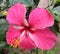 Wide Pink Hibiscus