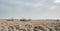 Wide plain with high yellow grass and dead fallen trees.