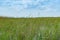 Wide reed covered flat wetlands of Florida everglades