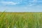 Wide reed covered flat wetlands of Florida everglades