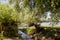 Wide river and small creek in summer meadow. Poplar fluff. June, july