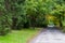 Wide road trough green and yellow tree tunnel