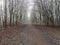 Wide rutted footpath between bare frost laden trees