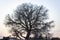 Wide shoot of tree silhouette shoot at sunset time