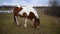 Wide shot of adult horse or mare while graze in pasture