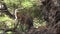 wide shot of african lions sleeping in a tree at lake manyara