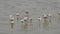 wide shot of an avocet flock sleeping near a lake edge in serengeti