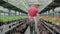 Wide shot back view of confident man walking along rows in greenhouse and looking around. Camera follows Caucasian