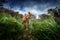 Wide shot of a beautiful brown fox in the forest under the crazy cloudy sky