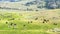 Wide shot of a bison herd grazing in yellowstone