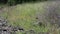 Wide Shot Of Black Butterflys And Purple Lupine